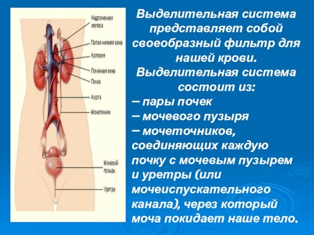 Выделительная система представляет собой своеобразный фильтр для нашей крови. Выделительная система состоит