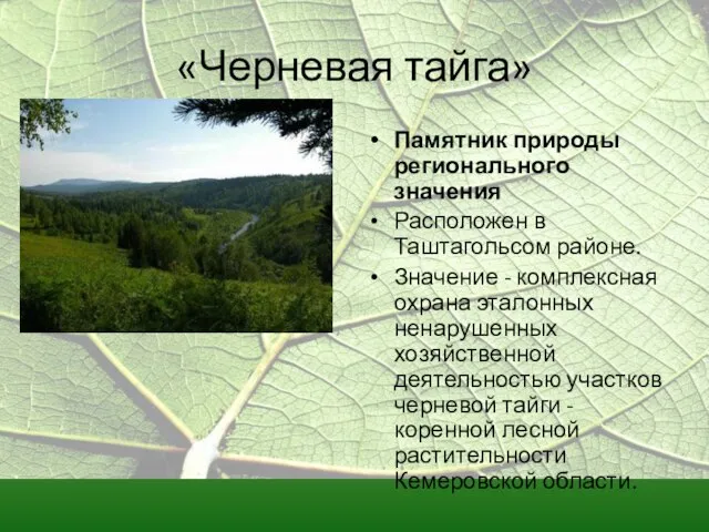 «Черневая тайга» Памятник природы регионального значения Расположен в Таштагольсом районе. Значение -