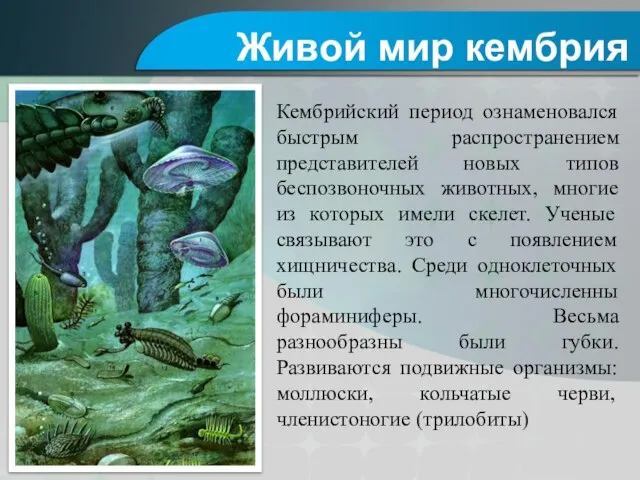 Кембрийский период ознаменовался быстрым распространением представителей новых типов беспозвоночных животных, многие из