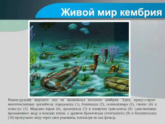 Реконструкция морского дна на мелководье позднего кембрия. Здесь присутствуют многочисленные трилобиты: парадоксид