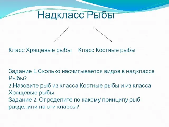 Надкласс Рыбы Класс Хрящевые рыбы Класс Костные рыбы Задание 1.Сколько насчитывается видов