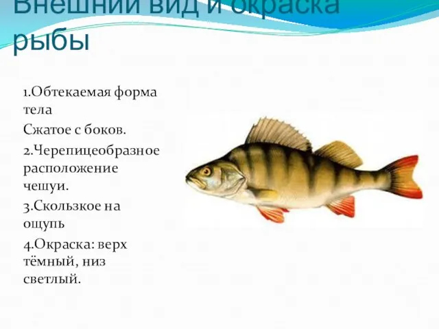 Внешний вид и окраска рыбы 1.Обтекаемая форма тела Сжатое с боков. 2.Черепицеобразное