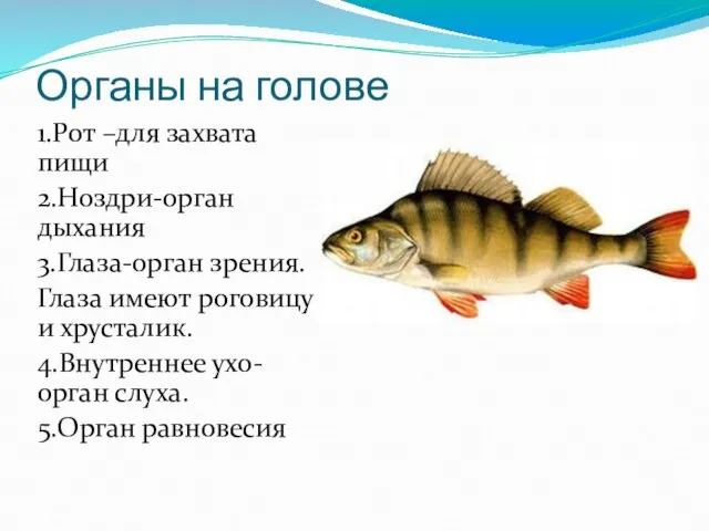 Органы на голове 1.Рот –для захвата пищи 2.Ноздри-орган дыхания 3.Глаза-орган зрения. Глаза