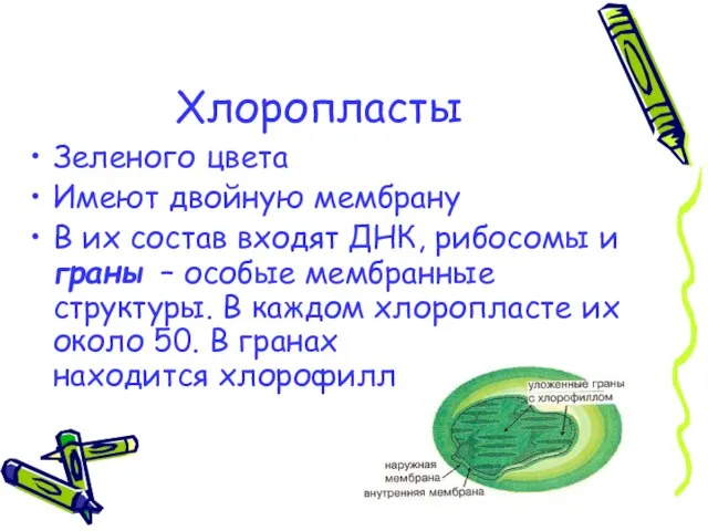 Хлоропласты Зеленого цвета Имеют двойную мембрану В их состав входят ДНК, рибосомы