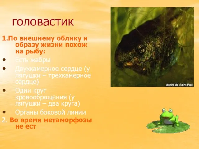 головастик 1.По внешнему облику и образу жизни похож на рыбу: Есть жабры