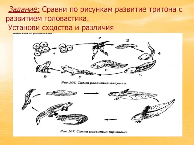 Задание: Сравни по рисункам развитие тритона с развитием головастика. Установи сходства и различия