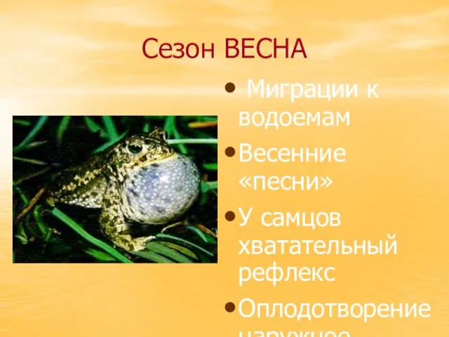 Сезон ВЕСНА Миграции к водоемам Весенние «песни» У самцов хватательный рефлекс Оплодотворение наружное