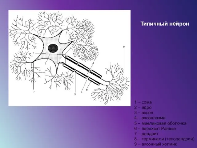 7 1 – сома 2 – ядро 3 – аксон 4 –