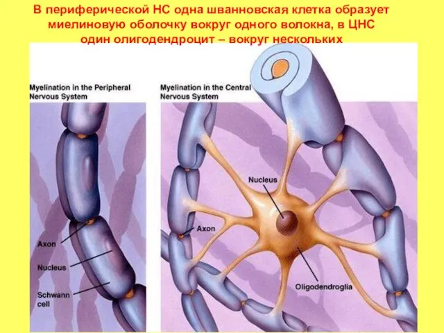 В периферической НС одна шванновская клетка образует миелиновую оболочку вокруг одного волокна,