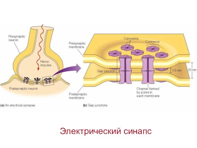 Электрический синапс