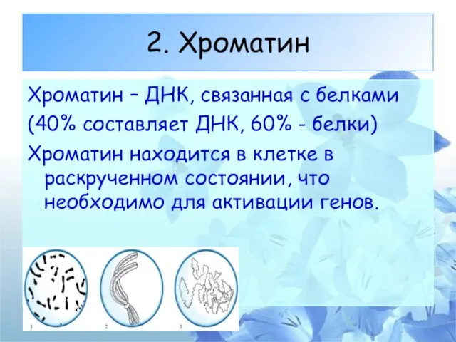 2. Хроматин Хроматин – ДНК, связанная с белками (40% составляет ДНК, 60%