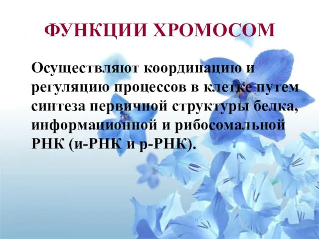 ФУНКЦИИ ХРОМОСОМ Осуществляют координацию и регуляцию процессов в клетке путем синтеза первичной