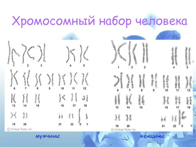 Хромосомный набор человека мужчины женщины