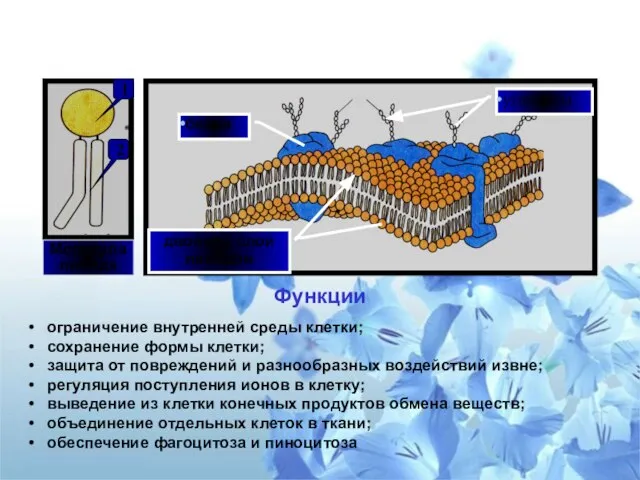 Плазматическая мембрана двойной слой липидов белки углеводы Функции ограничение внутренней среды клетки;