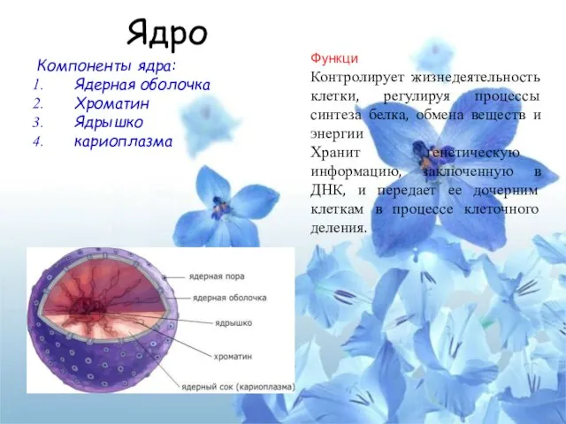 Ядро Компоненты ядра: Ядерная оболочка Хроматин Ядрышко кариоплазма Функци Контролирует жизнедеятельность клетки,