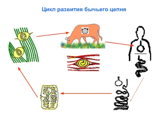 Цикл развития бычьего цепня