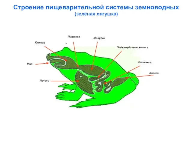 Строение пищеварительной системы земноводных (зелёная лягушка) Глотка Пищевод Клоака Кишечник Печень Желудок Поджелудочная железа Рот