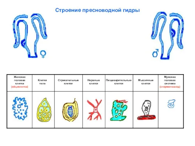 Строение пресноводной гидры Клетки тела Стрекательные клетки Нервные клетки Пищеварительные клетки Мышечные