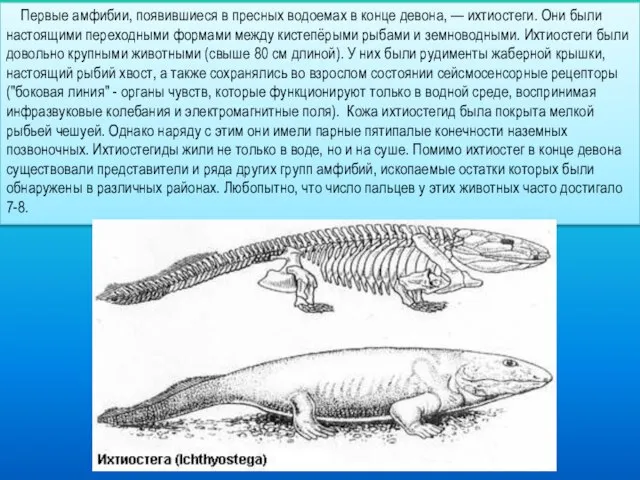 Первые амфибии, появившиеся в пресных водоемах в конце девона, — ихтиостеги. Они