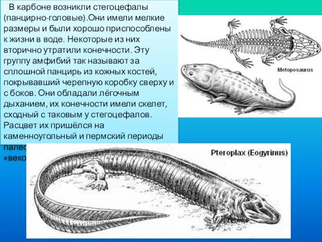 В карбоне возникли стегоцефалы (панцирно-головые).Они имели мелкие размеры и были хорошо приспособлены