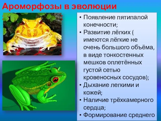 Ароморфозы в эволюции земноводных Появление пятипалой конечности; Развитие лёгких ( имеются лёгкие