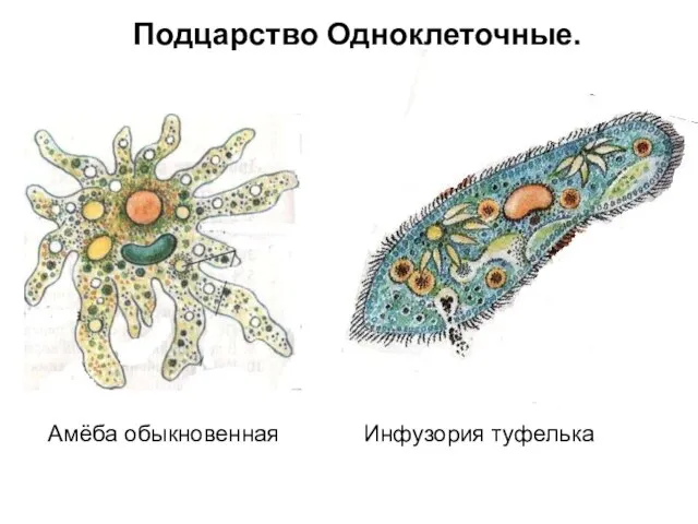 Подцарство Одноклеточные. Амёба обыкновенная Инфузория туфелька