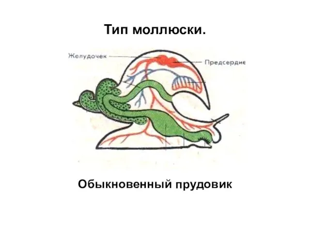 Тип моллюски. Обыкновенный прудовик