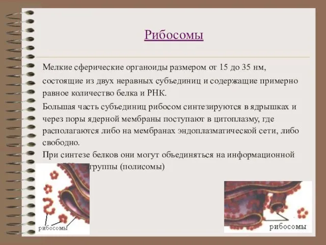 Рибосомы Мелкие сферические органоиды размером от 15 до 35 нм, состоящие из