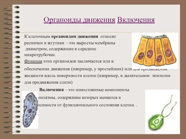 Органоиды движения Включения К клеточным органоидам движения относят реснички и жгутики –