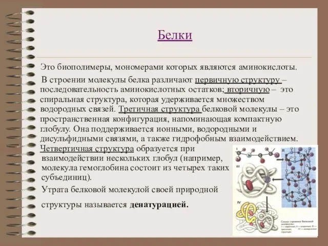 Белки Это биополимеры, мономерами которых являются аминокислоты. В строении молекулы белка различают