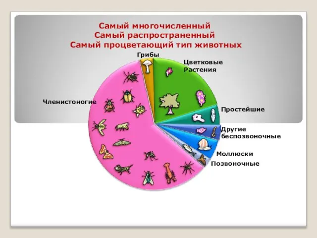 Самый многочисленный Самый распространенный Самый процветающий тип животных Цветковые Растения Грибы Простейшие