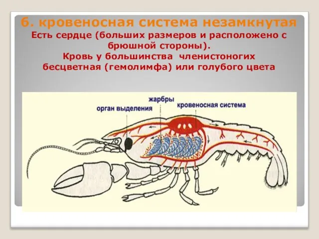 6. кровеносная система незамкнутая Есть сердце (больших размеров и расположено с брюшной