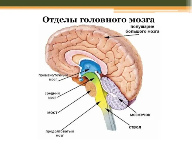 Отделы головного мозга