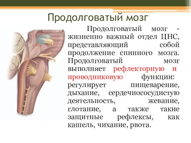 Продолговатый мозг Продолговатый мозг - жизненно важный отдел ЦНС, представляющий собой продолжение