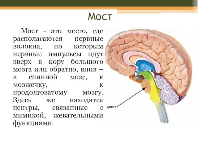 Мост Мост - это место, где располагаются нервные волокна, по которым нервные