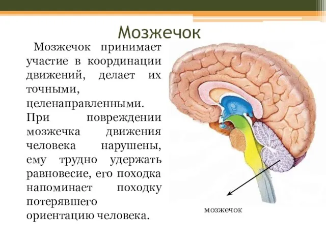 Мозжечок Мозжечок принимает участие в координации движений, делает их точными, целенаправленными. При