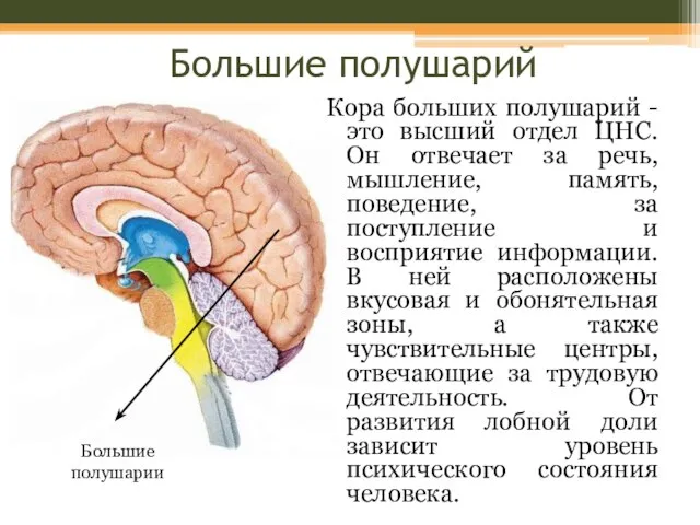 Большие полушарий Кора больших полушарий - это высший отдел ЦНС. Он отвечает