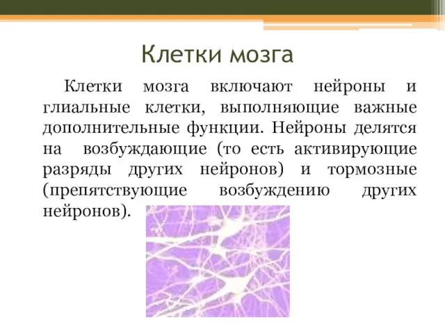 Клетки мозга Клетки мозга включают нейроны и глиальные клетки, выполняющие важные дополнительные