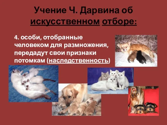 Учение Ч. Дарвина об искусственном отборе: 4. особи, отобранные человеком для размножения,