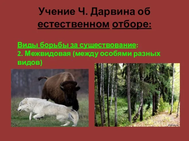 Учение Ч. Дарвина об естественном отборе: Виды борьбы за существование: 2. Межвидовая (между особями разных видов)