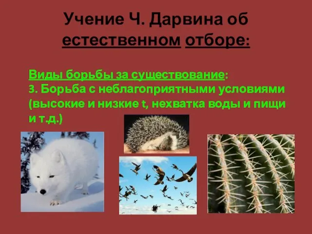 Учение Ч. Дарвина об естественном отборе: Виды борьбы за существование: 3. Борьба