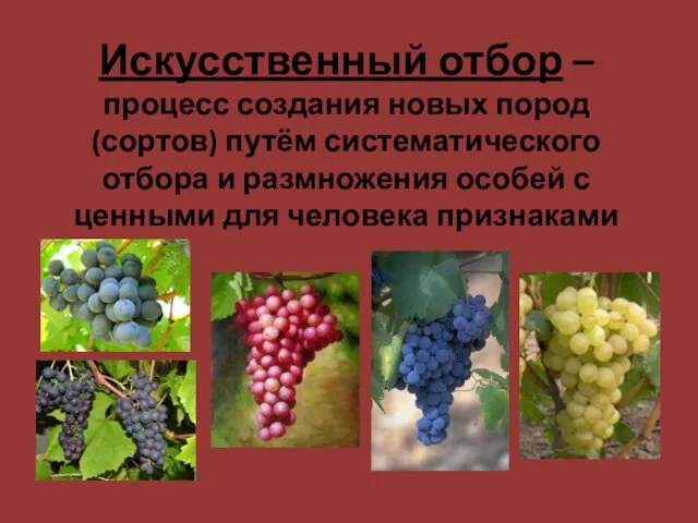 Искусственный отбор – процесс создания новых пород (сортов) путём систематического отбора и