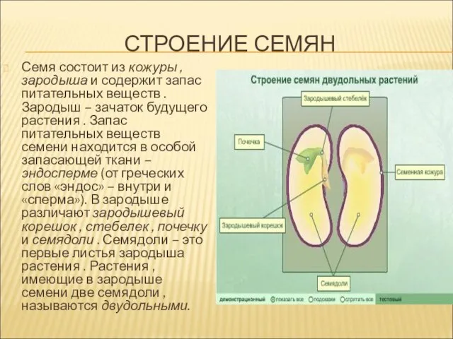 СТРОЕНИЕ СЕМЯН Семя состоит из кожуры , зародыша и содержит запас питательных