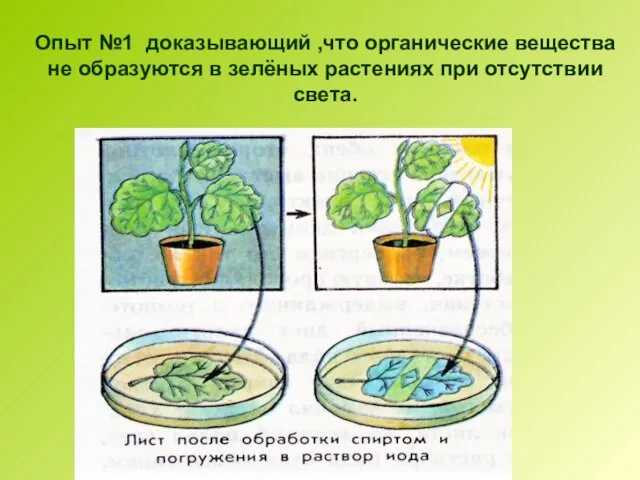 Опыт №1 доказывающий ,что органические вещества не образуются в зелёных растениях при отсутствии света.