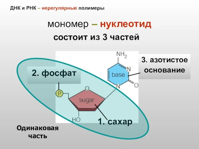 ДНК и РНК – нерегулярные полимеры мономер – нуклеотид 2. фосфат 1.