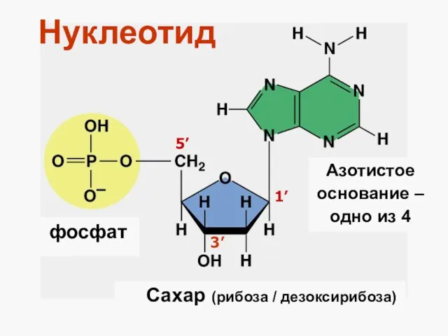 Нуклеотид фосфат Сахар (рибоза / дезоксирибоза) Азотистое основание – одно из 4 1’ 3’ 5’