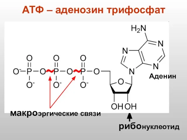 АТФ – аденозин трифосфат