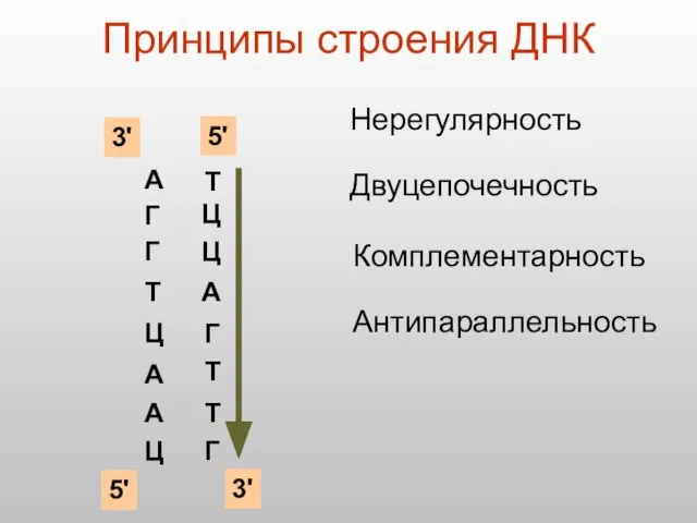 Принципы строения ДНК А Г Г Т Ц А А Ц Нерегулярность