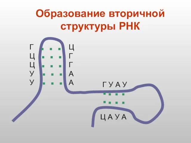 Образование вторичной структуры РНК Г Ц Ц У У Ц Г Г