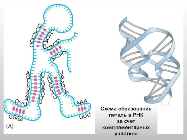 Схема образования петель в РНК за счет комплементарных участков